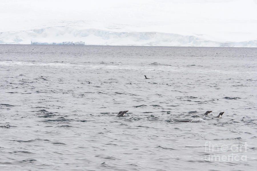Adelie penguins swimming in open waters Photograph by Karen Foley