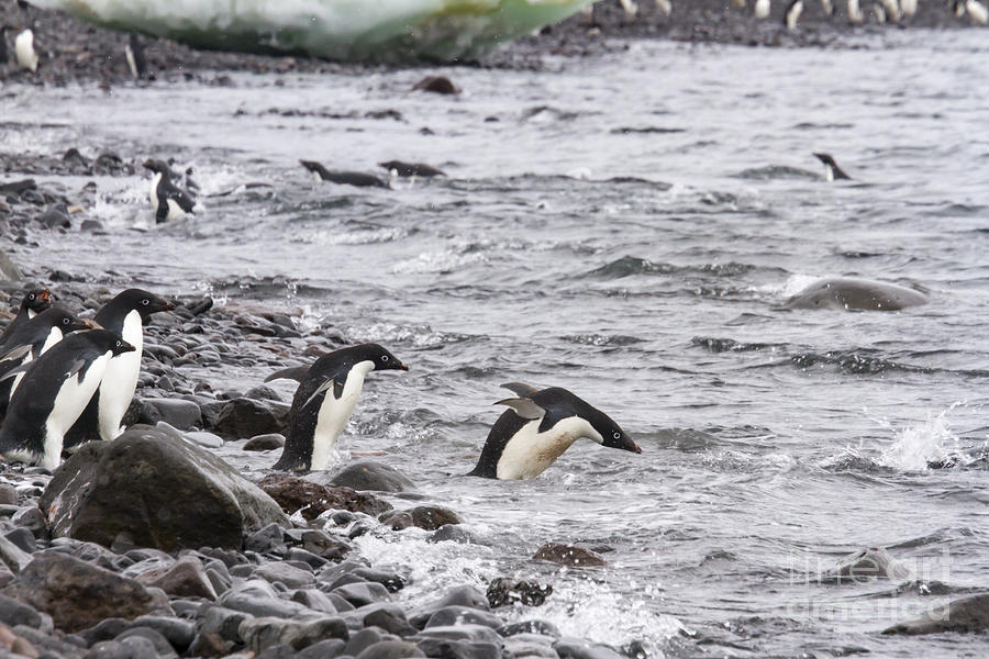 Adelie penguins swimming, Paulet Island, Antarctica Photograph by Karen Foley