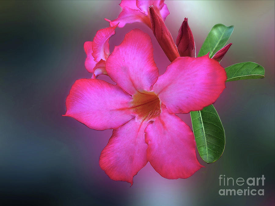 Adenium Flower  Photograph by Charuhas Images