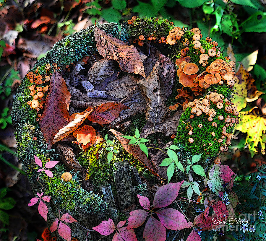 Adirondack Autumn Bouquet Digital Art by Diane E Berry