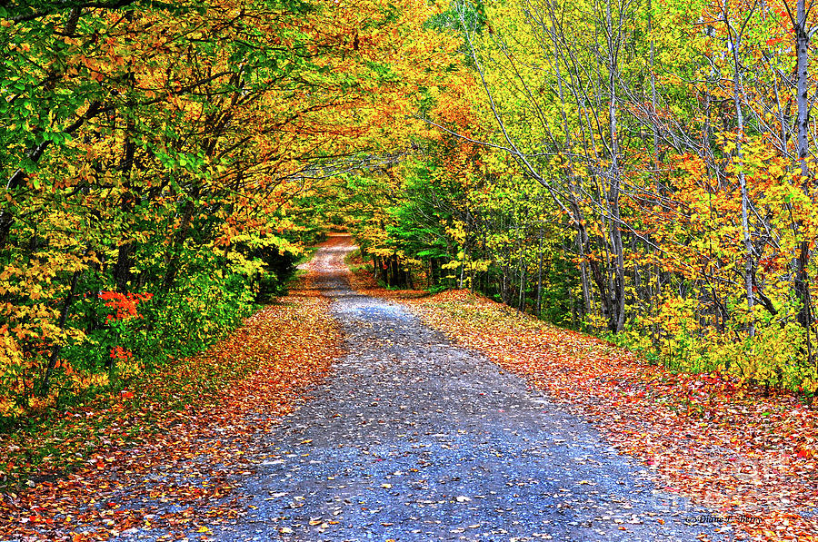 Adirondack Autumn Road Photograph by Diane E Berry