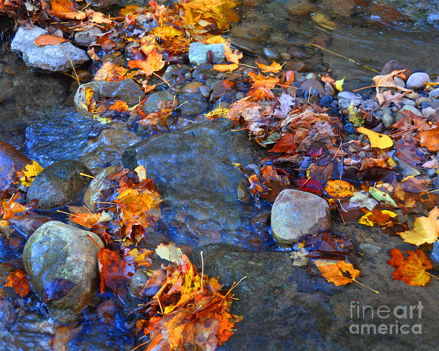 Adirondack Autumn Stream Photograph by Diane E Berry