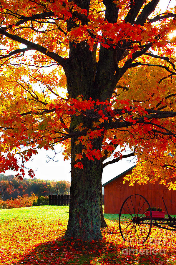 Adirondack Color Show Photograph by Diane E Berry