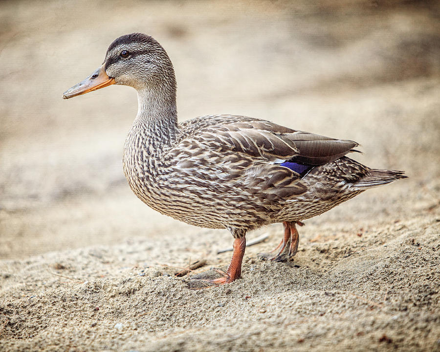 Duck Photograph - Adirondack Duck by Lisa R Duck Photograph - Adirondack Duck by Lisa R