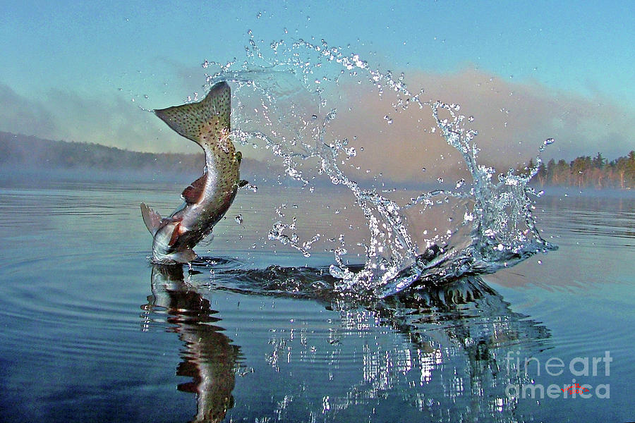 Trout Photograph - Adirondack Life by Brian Pelkey