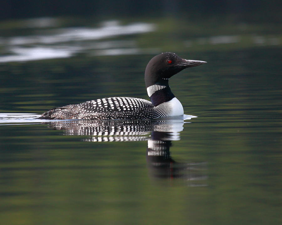 Adirondack Loon Photograph by Larry Federman