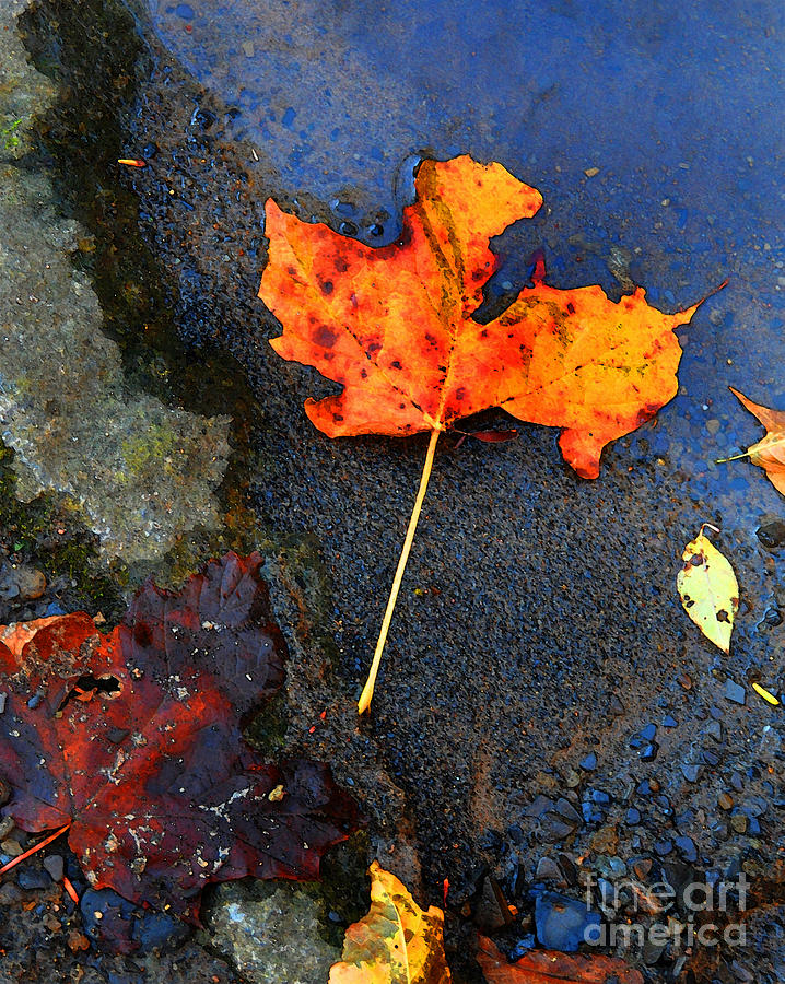 Adirondack Season Change Photograph by Diane E Berry