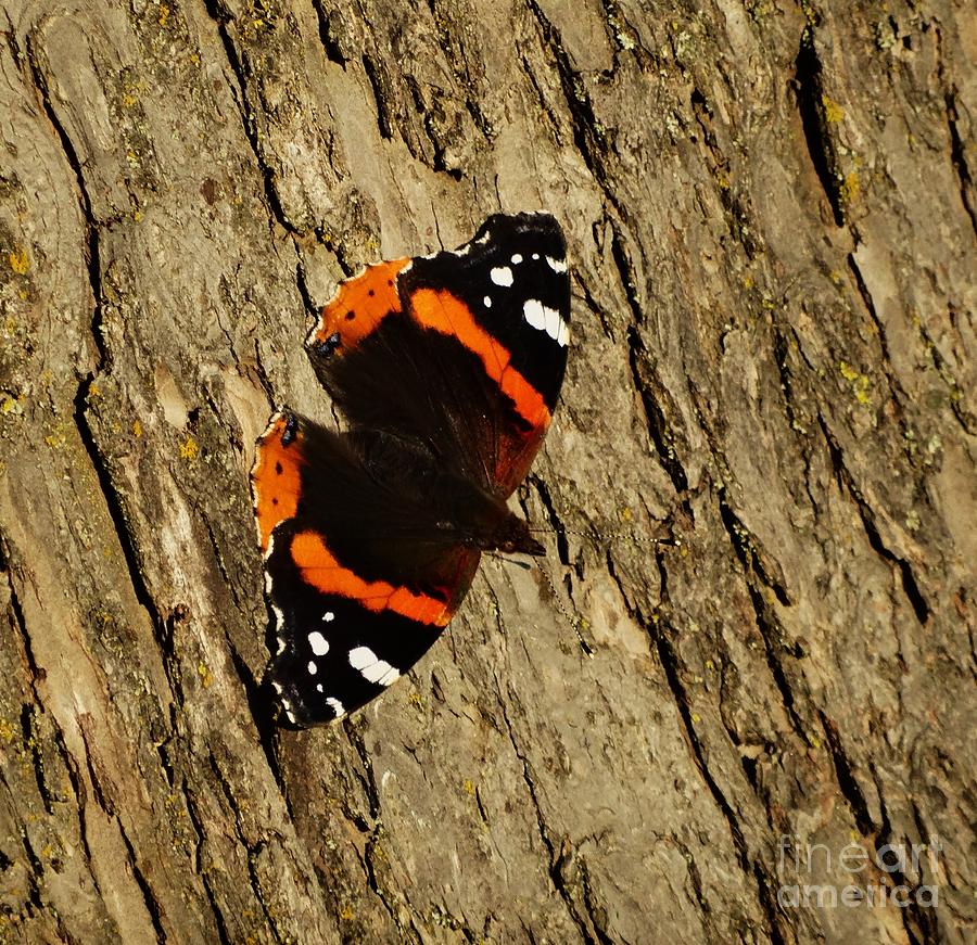 Admiral  Butterfly Photograph by J L Zarek