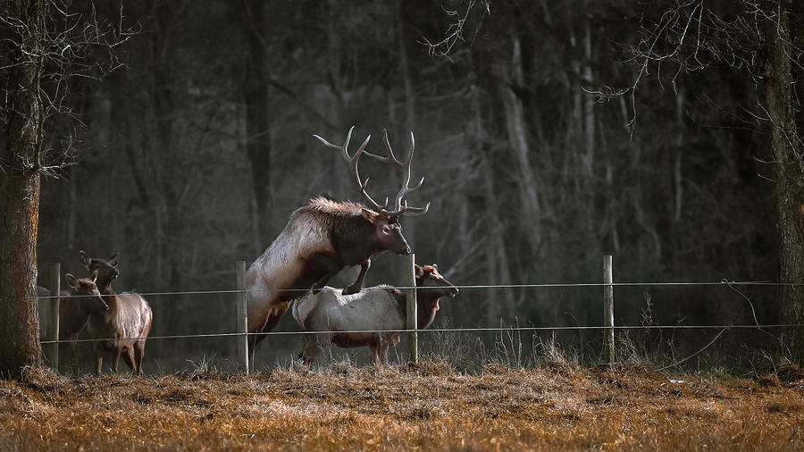 Bull Elk Photograph - Admiration by Garett Gabriel Bull Elk Photograph - Admiration by Garett Gabriel