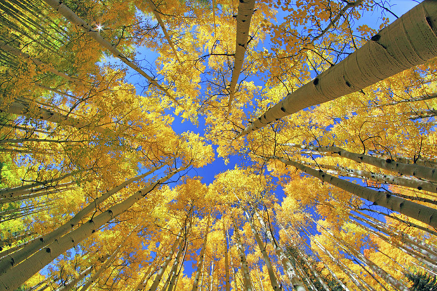 Admiring Aspens - Colorado - Autumn Photograph by Jason Politte