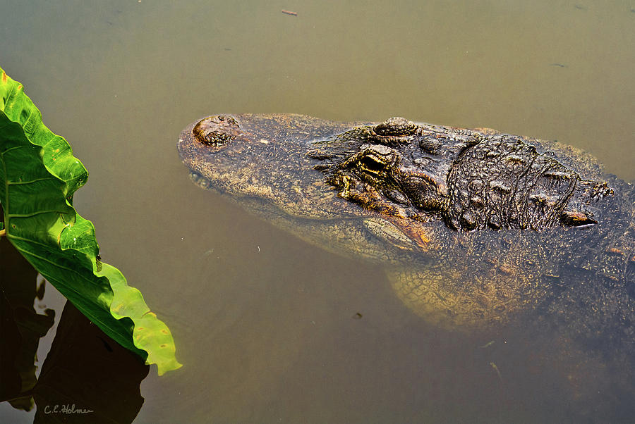 Alligator Photograph - Admiring The Leaf by Christopher Holmes