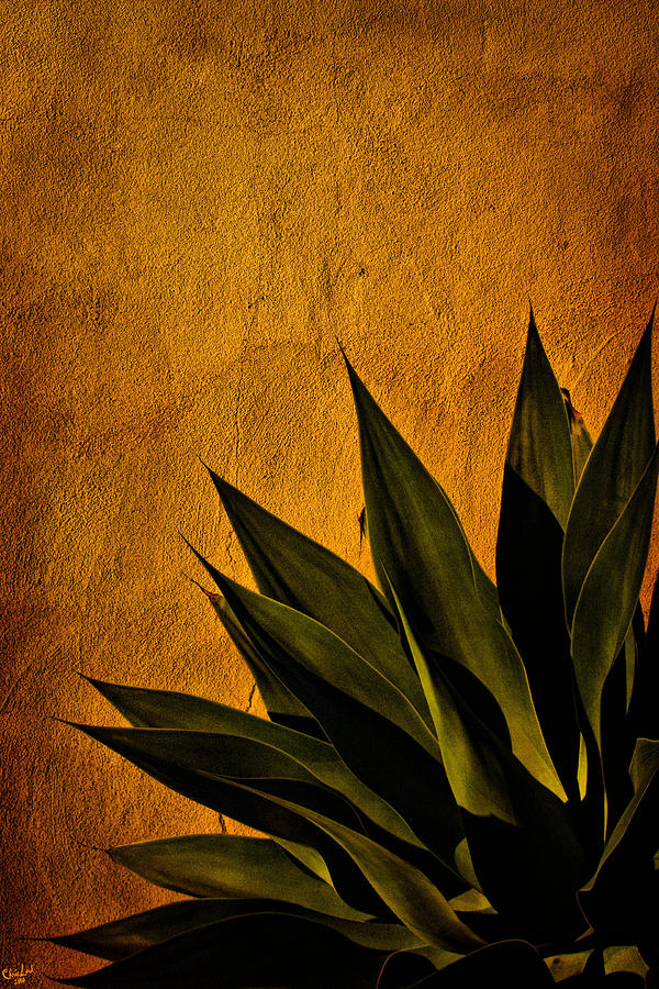 Adobe and Agave at Sundown Photograph by Chris Lord