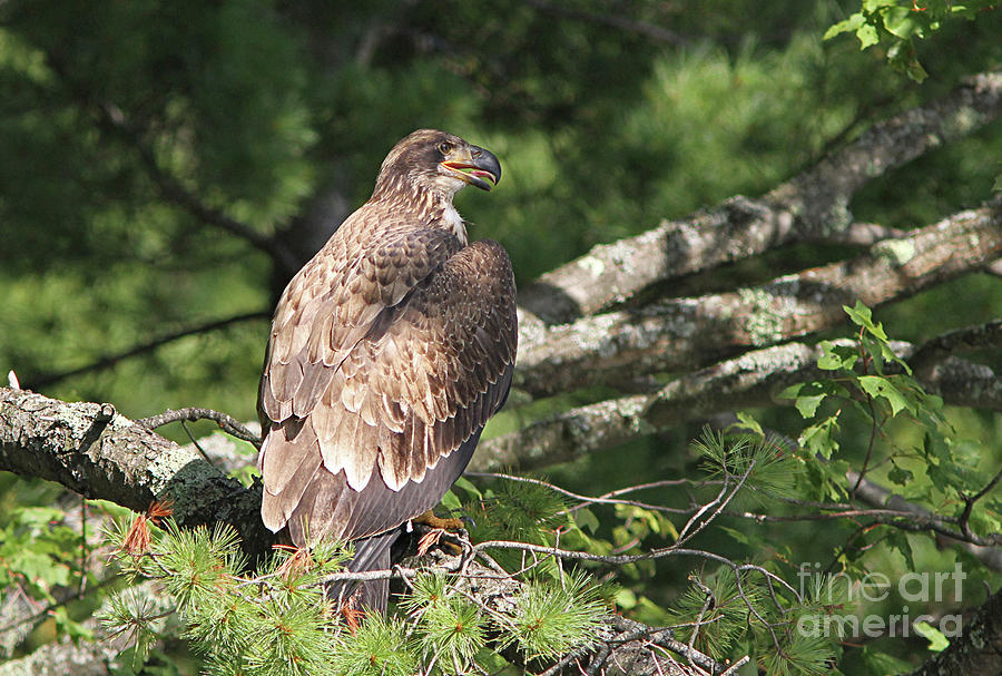 Adolescent Bald Eagle Photograph by Kevin McCarthy - Fine Art America