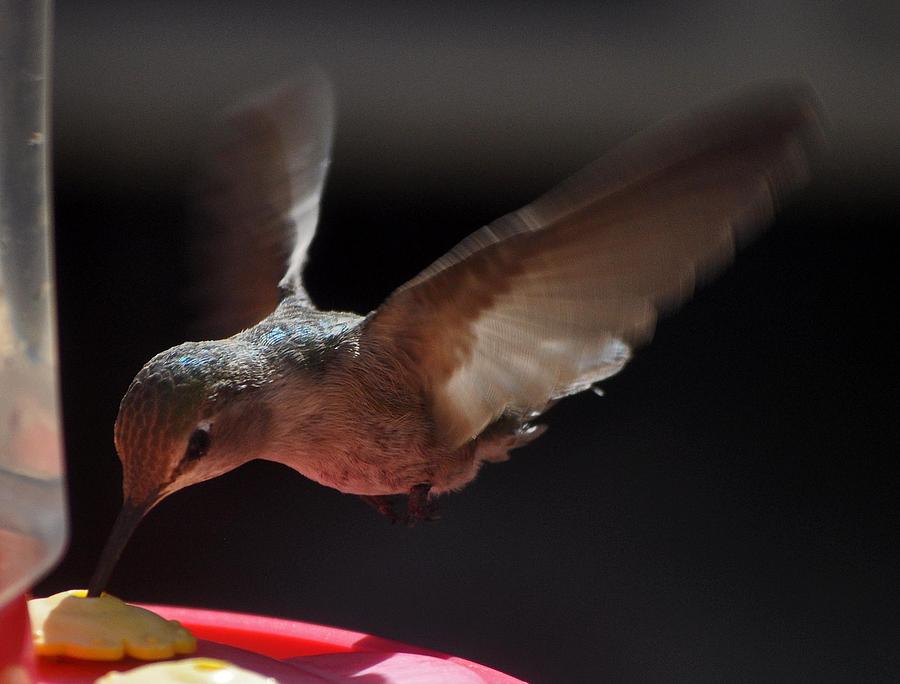 Adolescent Female Annas Hummingbird In Flight Photograph by Jay Milo