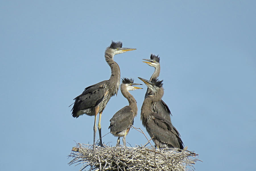 Adolescent Great Blue Herons Photograph by Pat Miller - Pixels