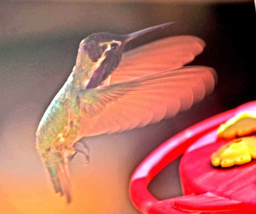 Adolescent Male White Eared Hummingbird Approaching Feeder Perch Photograph by Jay Milo