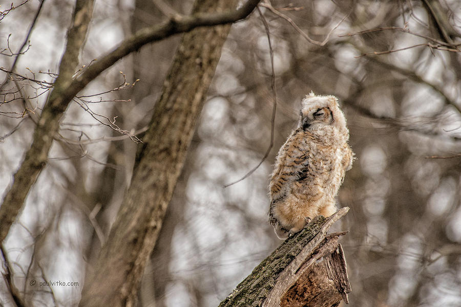 Adolescent Owl 07.... Photograph by Paul Vitko