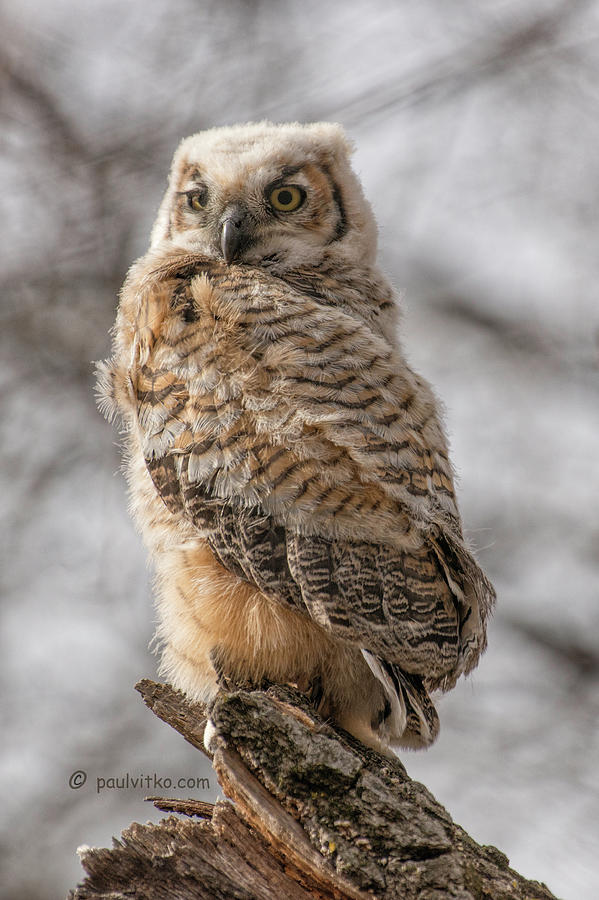 Adolescent Owl 09.... Photograph by Paul Vitko