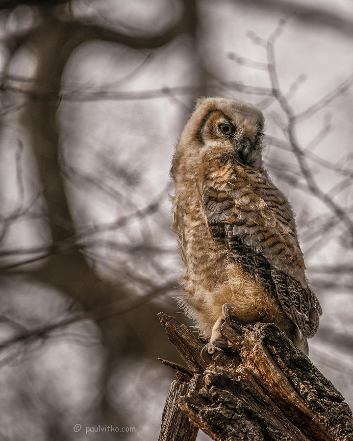 Adolescent owl 10.... Photograph by Paul Vitko