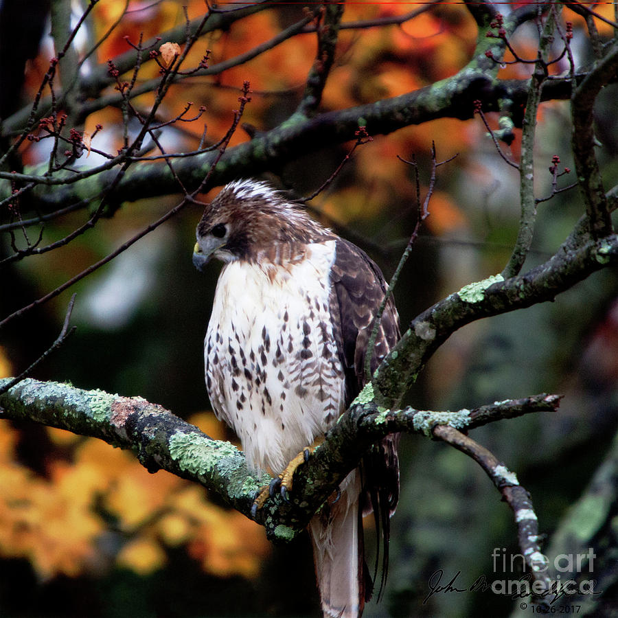 Adolescent Red Shouldered Hawk by John Sandiford Adolescent Red Shouldered Hawk by John Sandiford