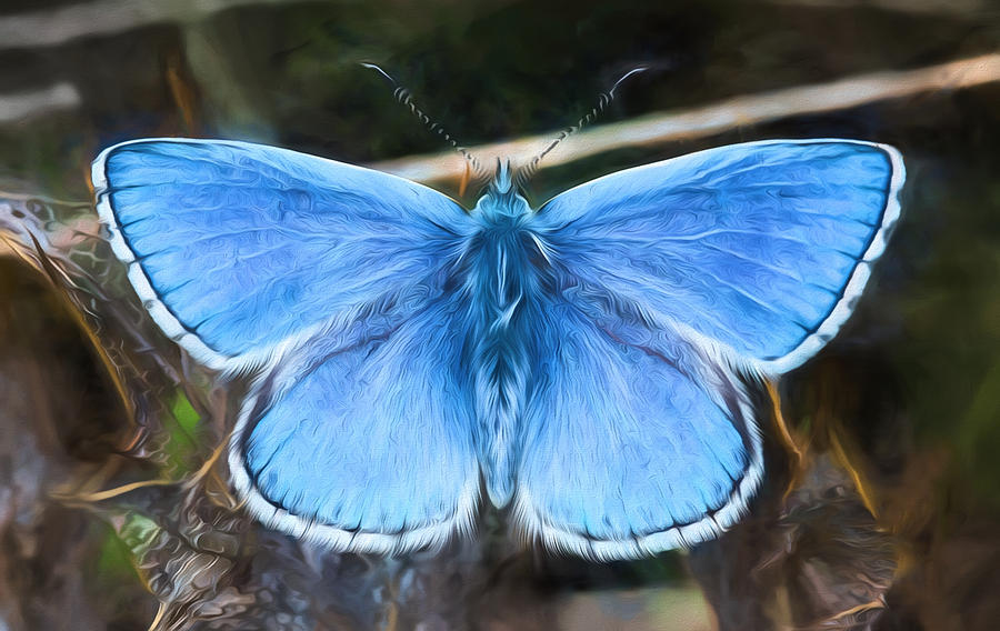 Adonis Blue Butterfly 2 Digital Art by Roy Pedersen