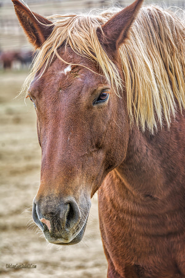 Adopt a American Wild Horse Photograph by LeeAnn McLaneGoetz McLaneGoetzStudioLLCcom