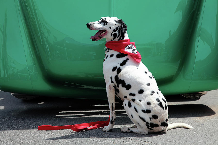 Dog Photograph - Happy Dalmatian  by Toni Hopper