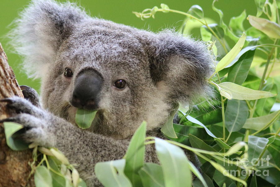adora-le-koala-bear-paulette-thomas.jpg