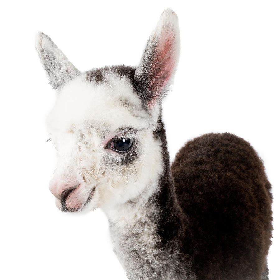 Llama Photograph - Adorable Baby Alpaca Cuteness by TC Morgan