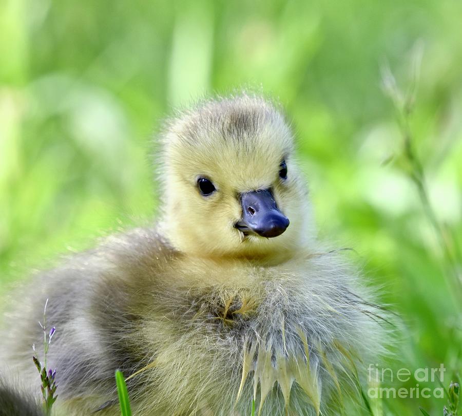 List 90+ Pictures What Is A Baby Goose Stunning 09/2023