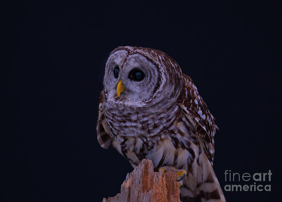 Owl Photograph - Adorable Barred Owl by CJ Park