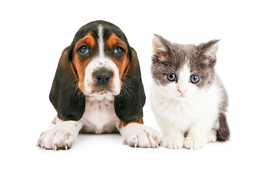 Adorable Basset Hound Puppy and Kitten Sitting Together Photograph by Good Focused
