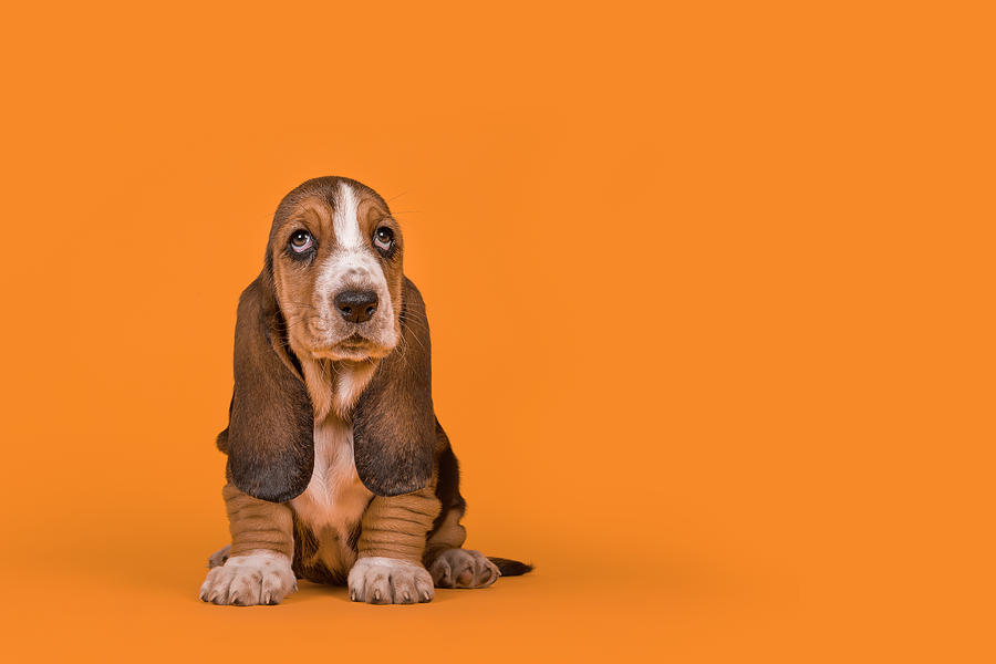 Adorable basset hound puppy dog sitting on an orange background ...