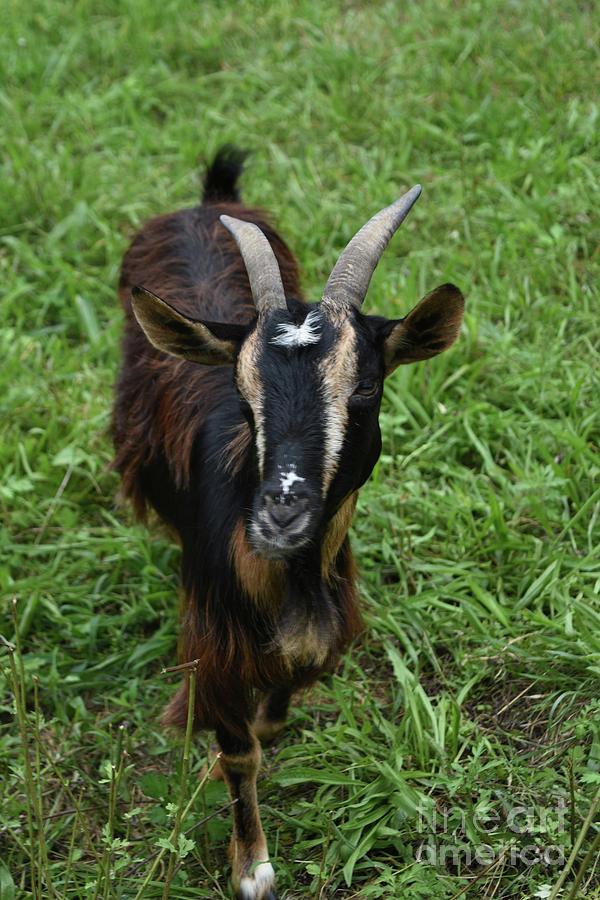 Adorable Billy Goat in a Green Grass Field Photograph by DejaVu Designs ...