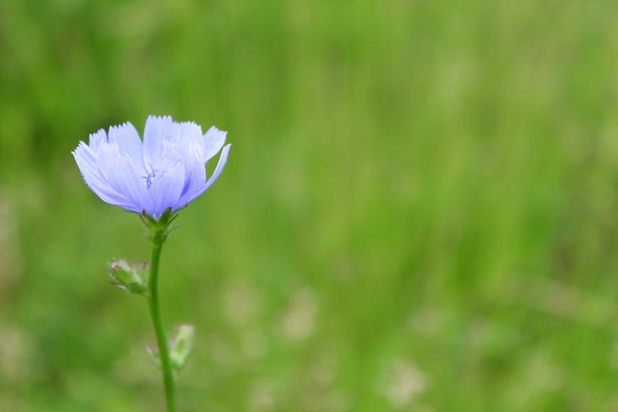 Adorable Blue Chicory Bloom Photograph by M E