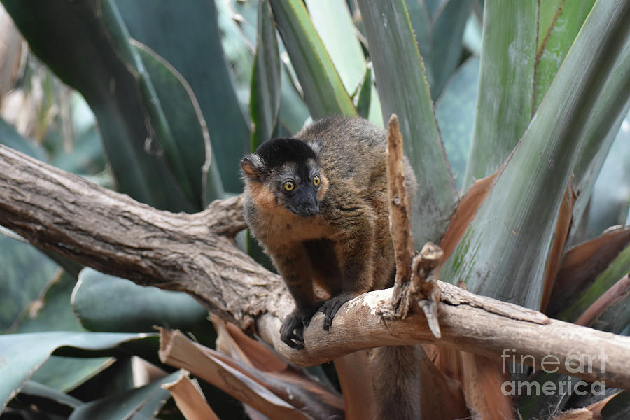 Adorable Brown Collared Lemur Ready to Pounce Photograph by DejaVu Designs