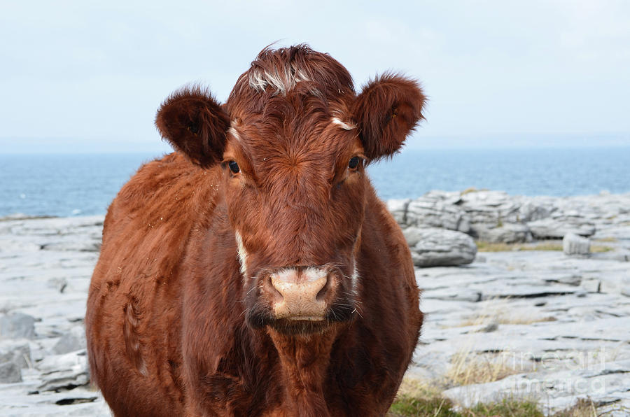 Adorable Brown Cow Standing on The Burren Photograph by DejaVu Designs