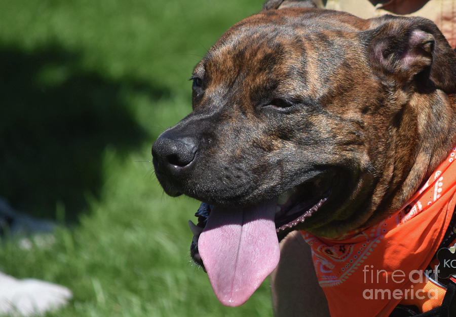 Adorable Brown Pitbull Panting in the Summer Photograph by DejaVu Designs