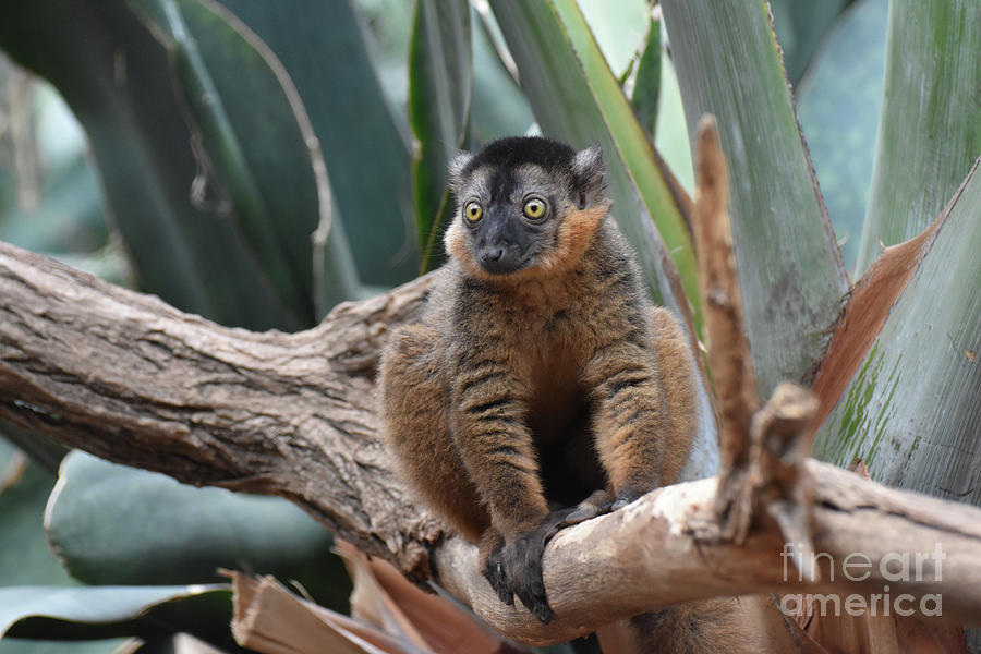 Adorable Bulging Eyes on this Collared Lemur Photograph by DejaVu Designs