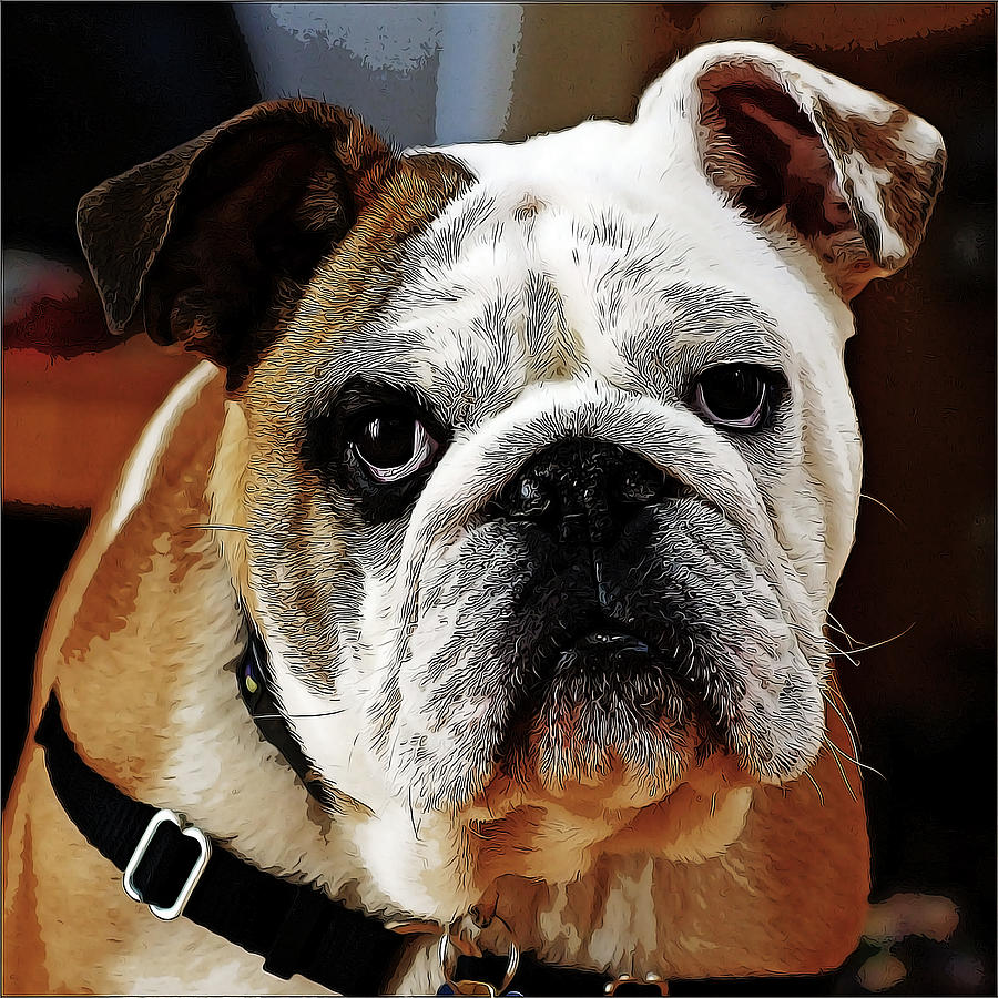 Dog Painting - Adorable Bulldog Face by Elaine Plesser