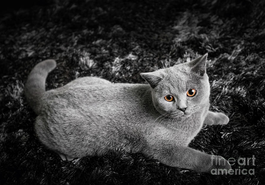 Adorable cat with ginger orange eyes lying on black and white carpet Photograph by Michal Bednarek