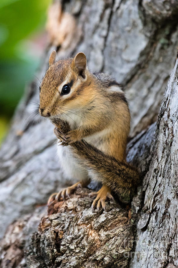 Adorable Chipmunk Photograph by Dawna Moore Photography