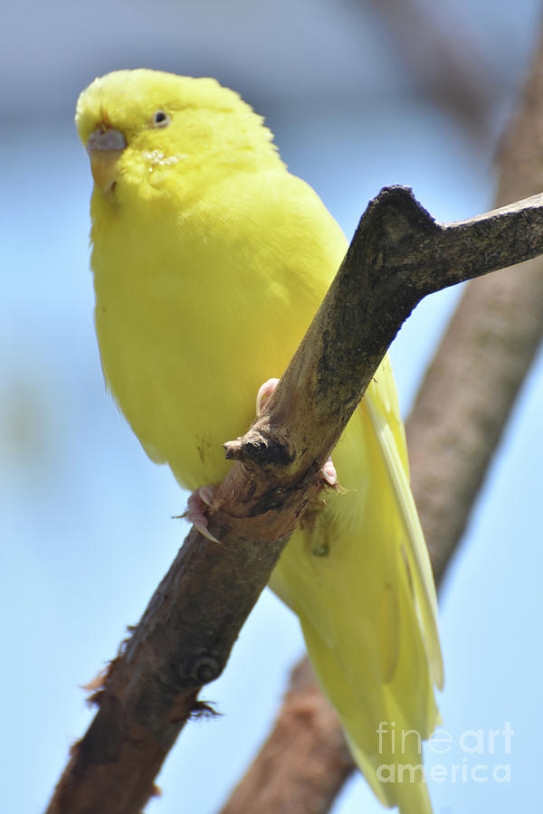 Parakeet Photograph - Adorable Close Up of a Yellow Parakeet by DejaVu Designs