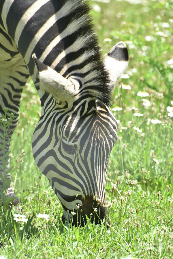 Adorable Close Up of a Zebra Eating Grass Photograph by DejaVu Designs