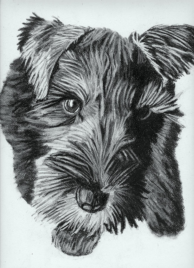 Dog Drawing - Adorable Dog by Jay Johnston