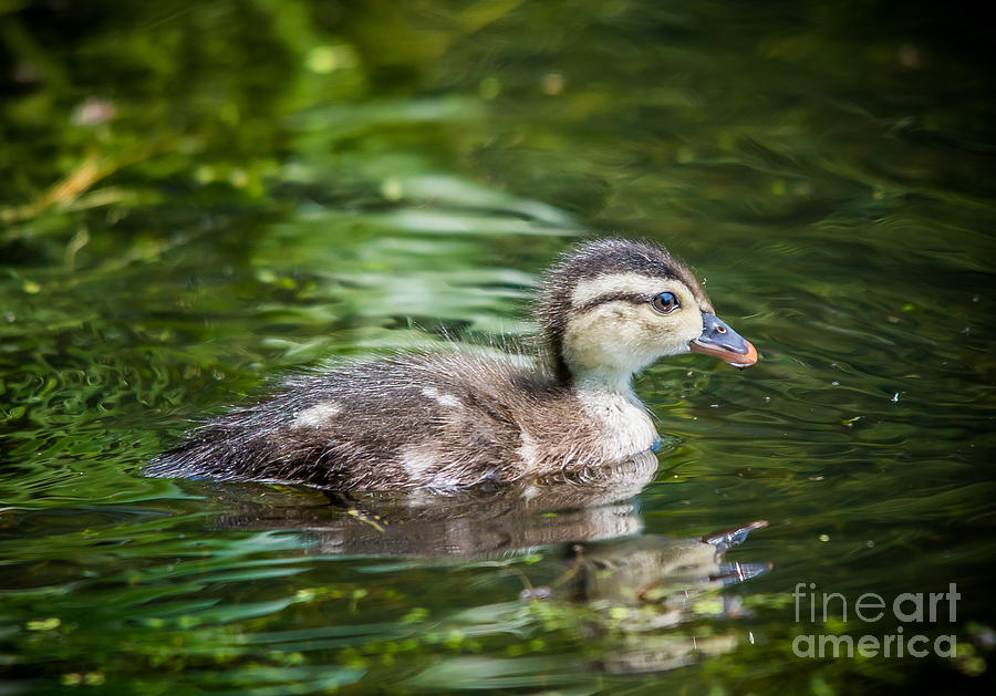 Adorable Duckling Photograph by Cheryl Baxter