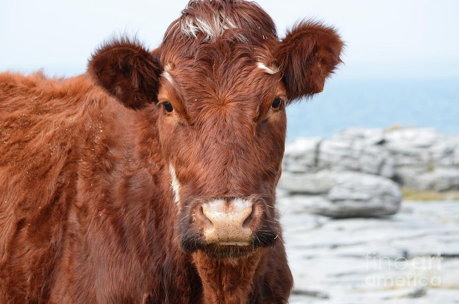 Adorable Face of a Brown Cow on the Burren Photograph by DejaVu Designs