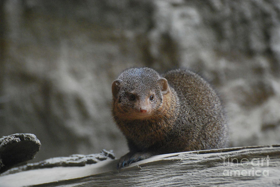Adorable Face of a Great Mongoose Photograph by DejaVu Designs