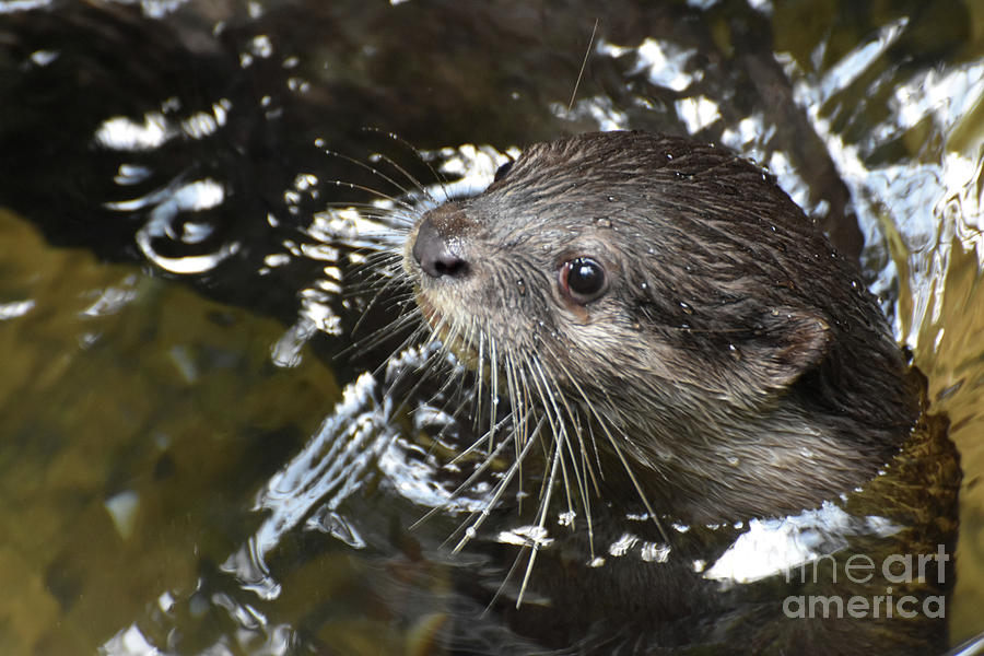 Adorable Face of a River Otter Peaking Out of the River Photograph by DejaVu Designs