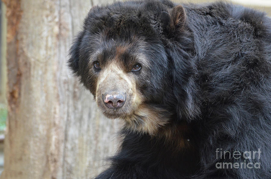 Bear Photograph - Adorable Face of an American Black Bear by DejaVu Designs